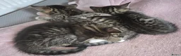 Mixed Breed cats for sale: Tabby kittens - Advert 18