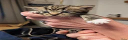 Mixed Breed cats for sale: Kittens of all colours  - Advert 5