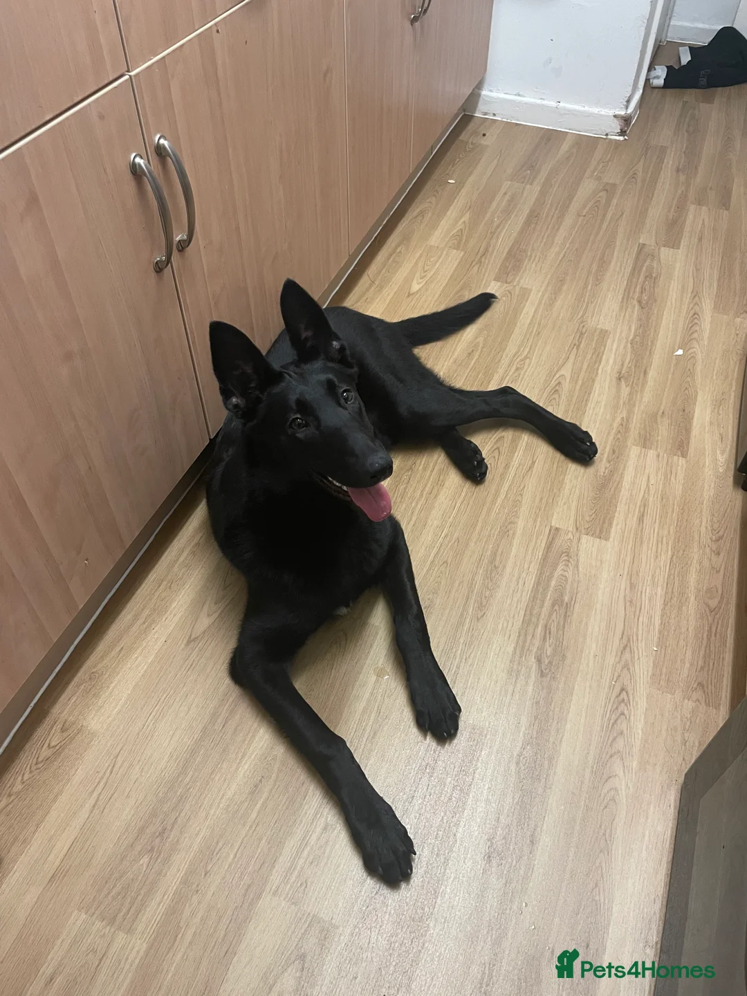 Belgian Shepherd Dog dogs for sale: Belgium malinos for sale 7 months old  - Advert 1