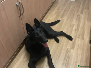 Belgian Shepherd Dog dogs Belgium malinos for sale 7 months old - Advert 4