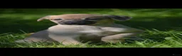 Lurcher dogs for sale: Both working an family lurcher pups - Advert 21