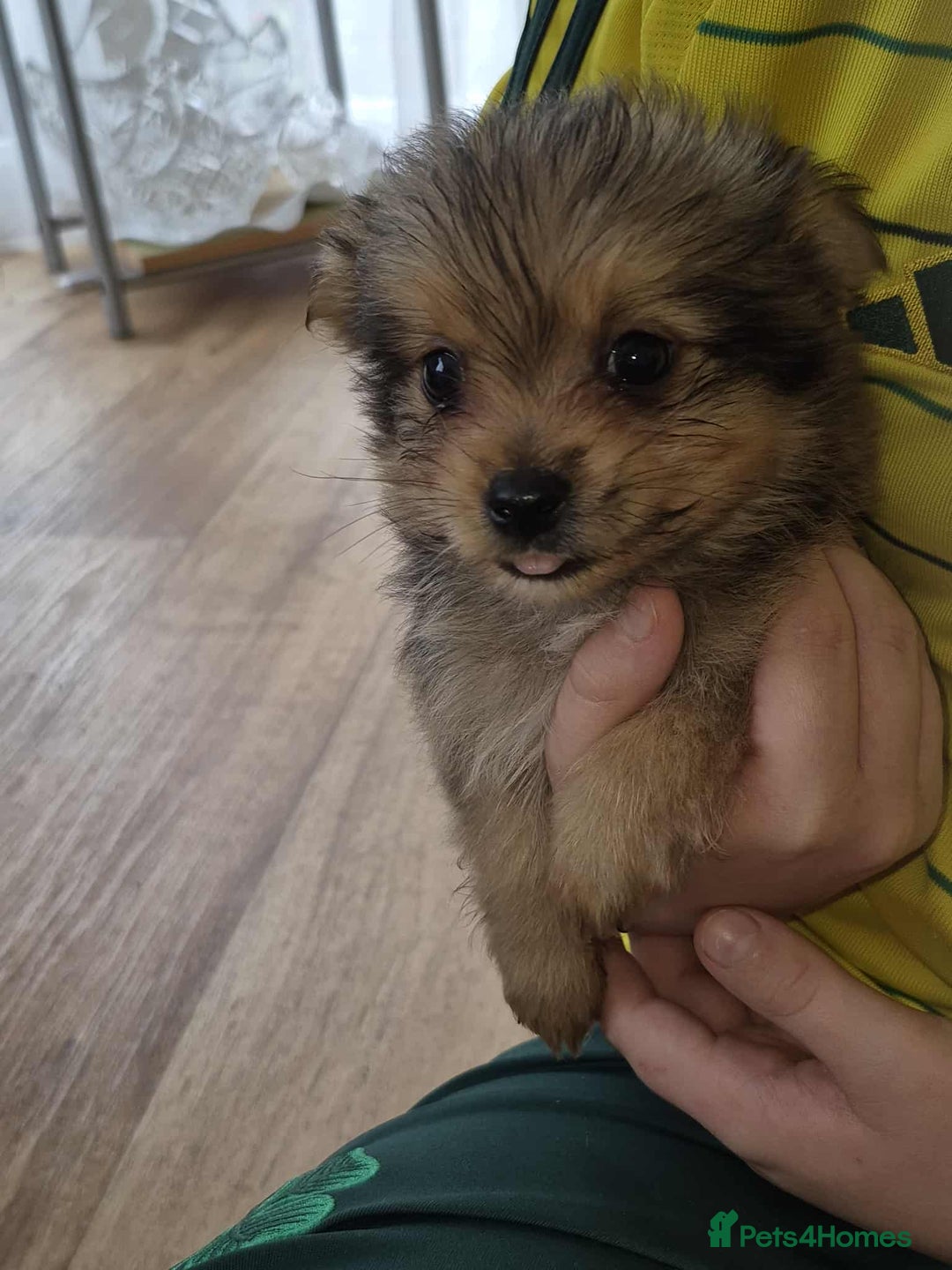 Mixed Breed dogs for sale: White yorkie (Biewer Terrier) X pomeranian  - Image 5