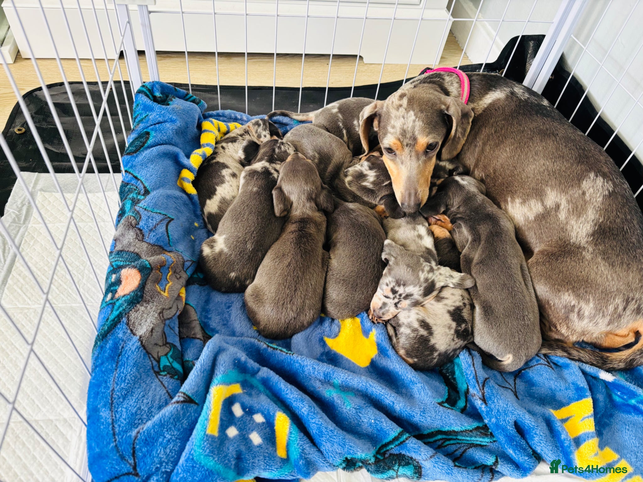 Dachshund dogs 9 amazing dapple dachshund puppys  - Advert 2