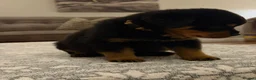 Rottweiler dogs for sale: STUNNING ROTTWEILER PUPS AVAILABLE  in Leicester - Advert 8