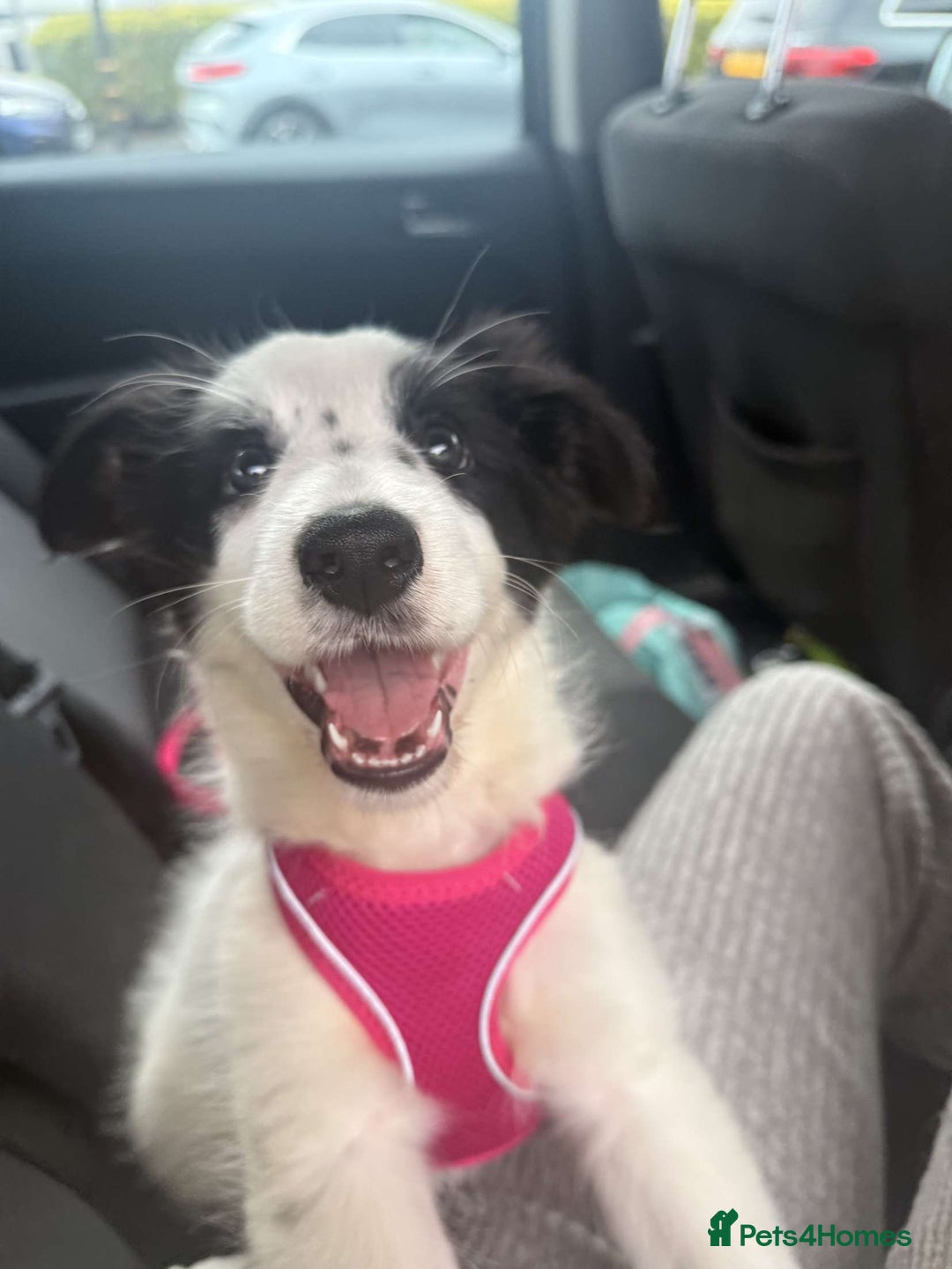 Border Collie dogs for sale: Adorable Female Border Collie Puppy!  - Image 2