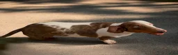 Dachshund dogs for sale: Beautiful Dachshund famale in need new home - Advert 7