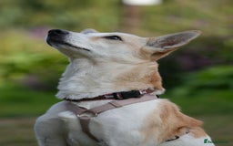 Mixed Breed dogs for adoption: Egyptian girl Cleo is looking for her forever home - Image 2