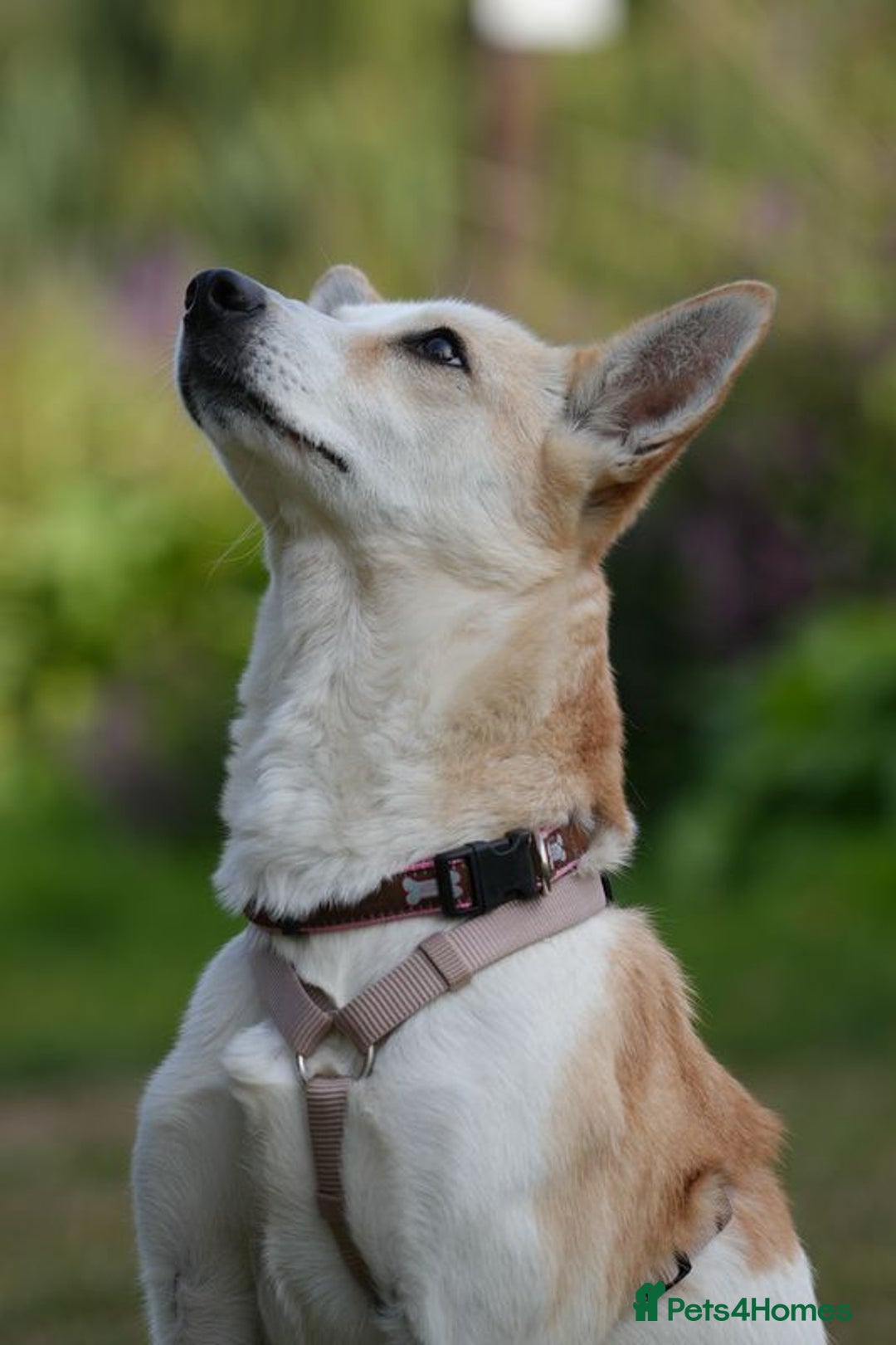 Mixed Breed dogs for adoption: Egyptian girl Cleo is looking for her forever home - Image 2