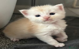 Maine Coon cats for sale: Beautiful RARE coloured Maine Coons - Image 35