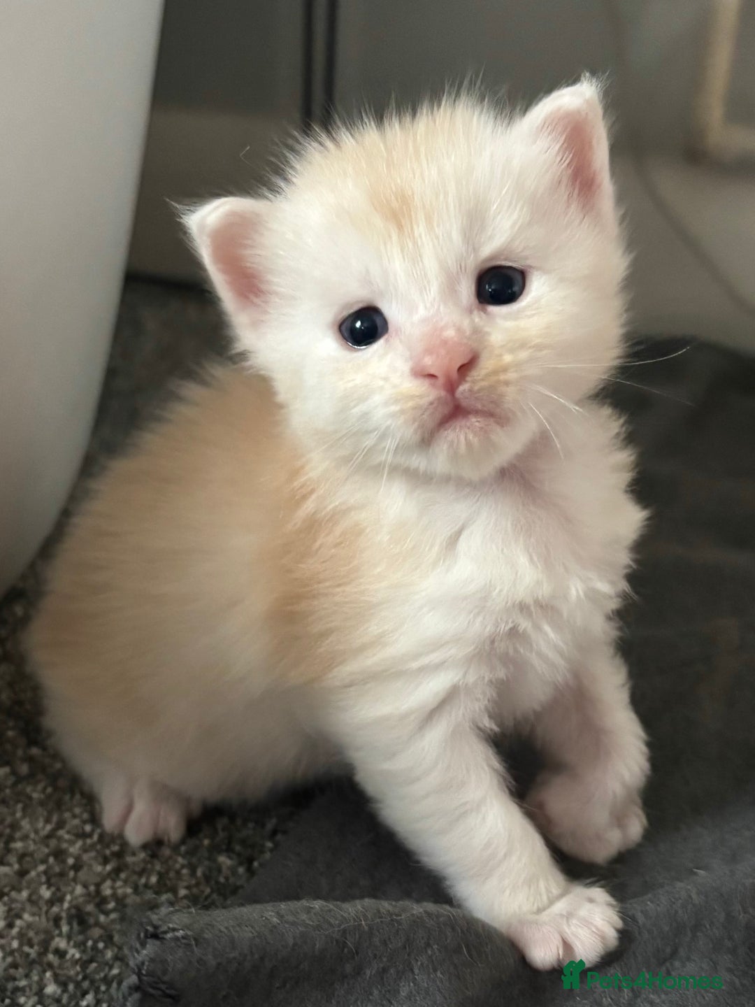 Maine Coon cats for sale: Beautiful RARE coloured Maine Coons - Image 35