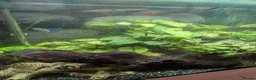 Tetras fish for sale: Well Established Fluval Fish Tank in Runcorn - Advert 20