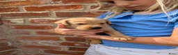Labrador Retriever dogs for sale: KC registered golden Labrador retriever puppies  - Advert 7