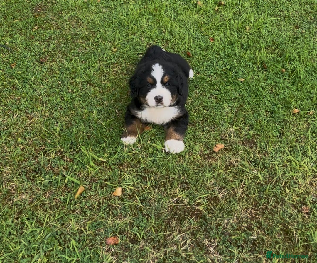 Bernese Mountain Dog dogs for sale: KC Reg Bernese Mountain Dog Puppies - Image 5