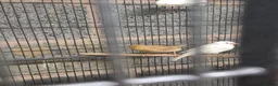 Mixed Breed birds for sale: Cannry and cage  - Advert 8