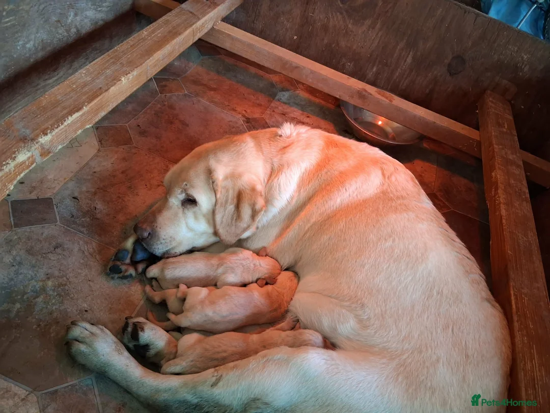 Labrador Retriever dogs for sale: Labrador puppies  in Beaworthy - Advert 2