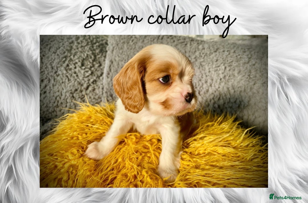 Cavalier King Charles Spaniel dogs for sale: Lovingly raised Blenheim Cavaliers  - Image 14