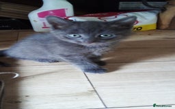 Mixed Breed cats for sale: Kittens - Image 7