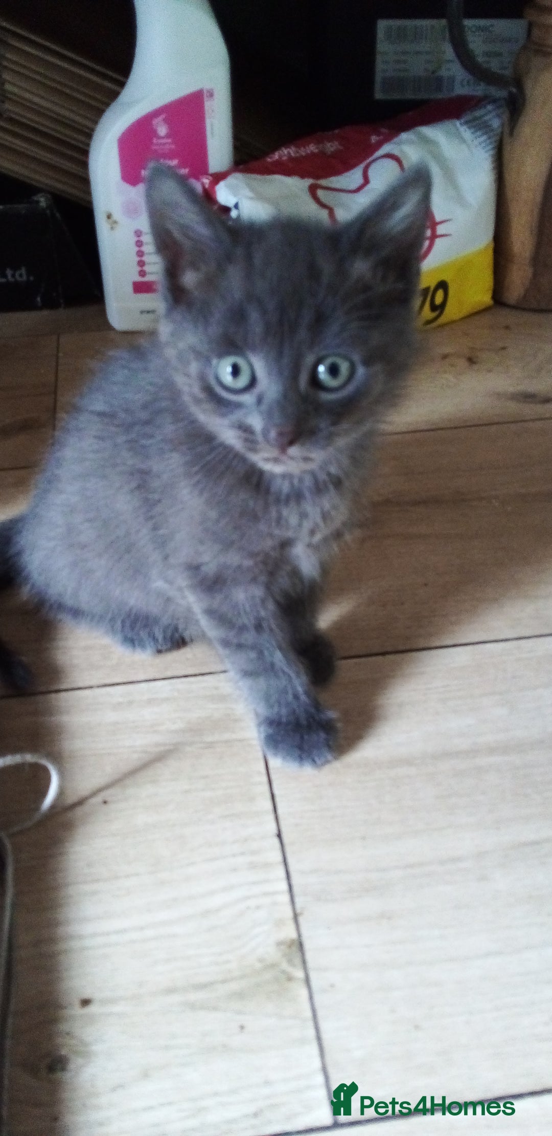 Mixed Breed cats for sale: Kittens - Image 7
