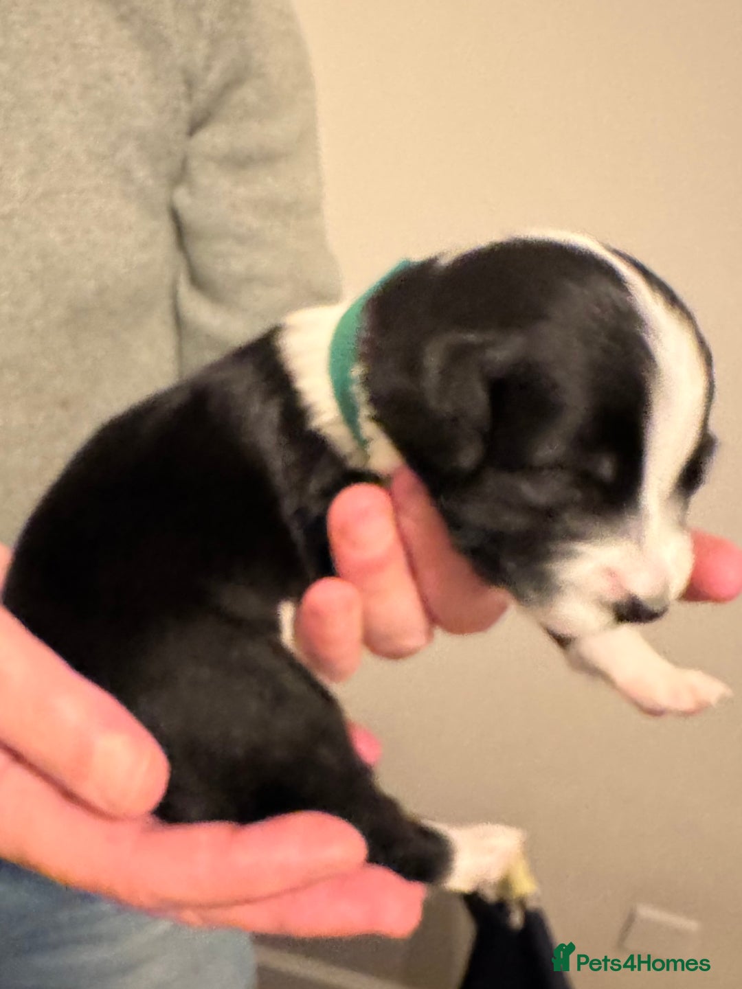 Bordoodle dogs for sale: 🐾 Beautiful Bordoodle Puppies Available 🐾 - Advert 22