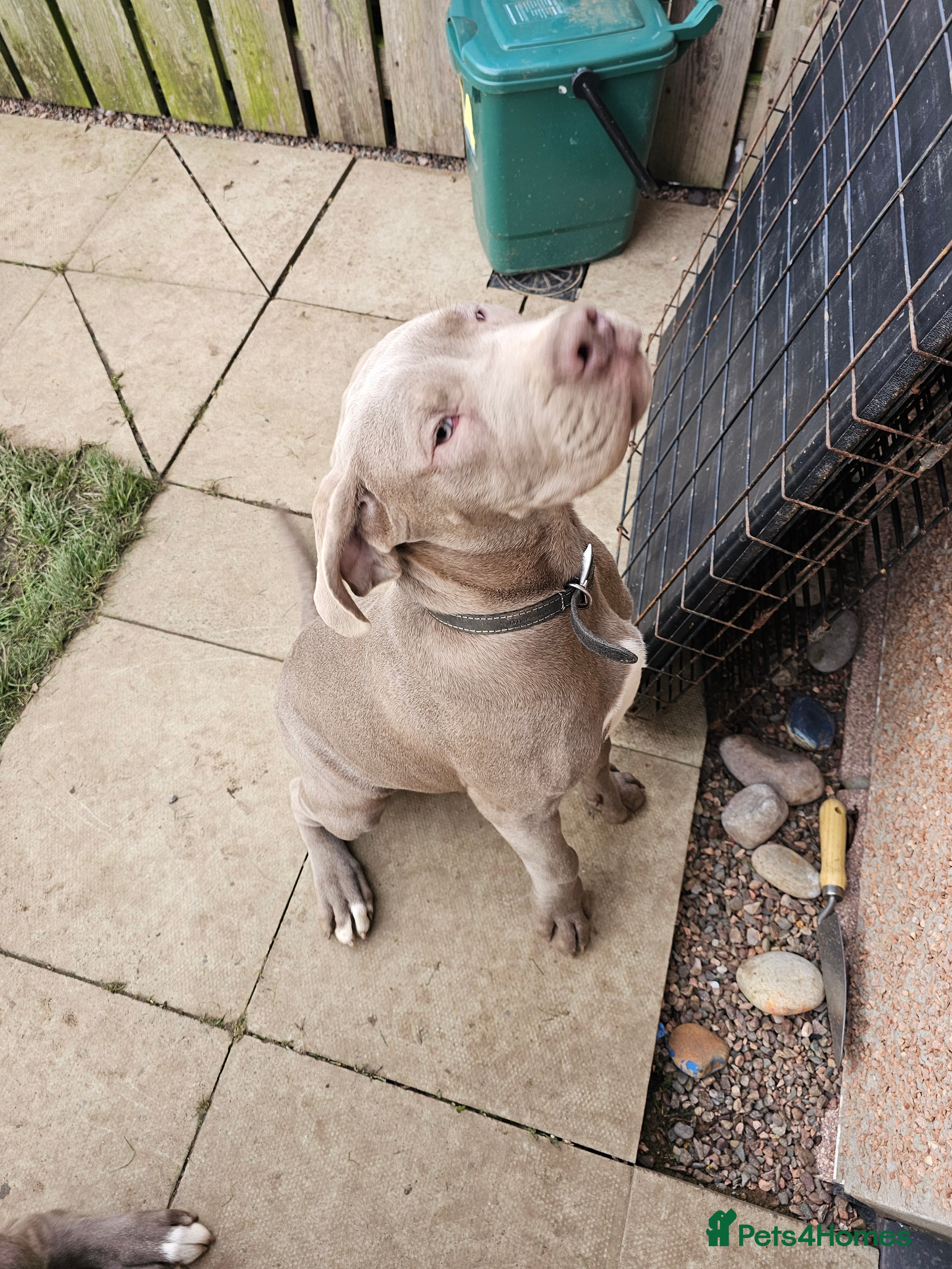 Mixed Breed dogs Male puppy for sale due to time wasters  - Advert 9