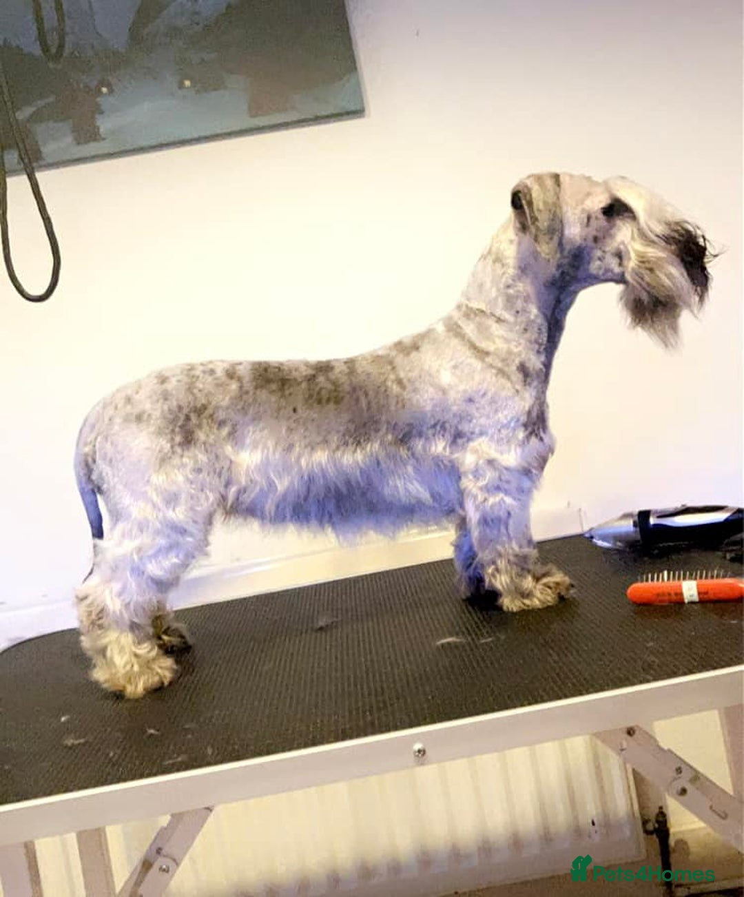 Cesky Terrier dogs for sale: KC Registered Cesky Terrier For Sale - Advert 2