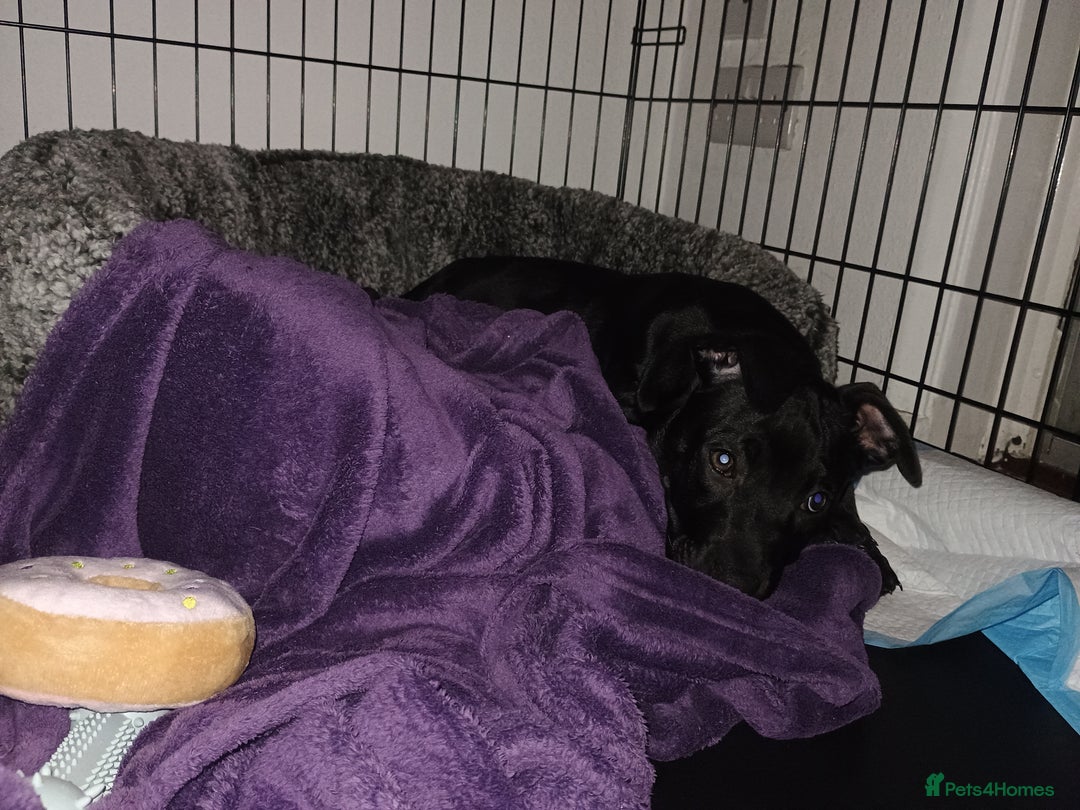 Staffordshire Bull Terrier dogs for sale: Callie - beautiful 12 week old female puppy staff - Advert 5