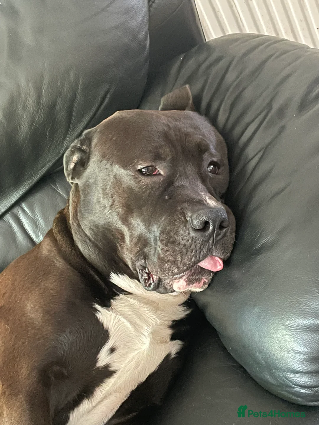 Mixed Breed dogs for stud: Looking for a female dog - Advert 7