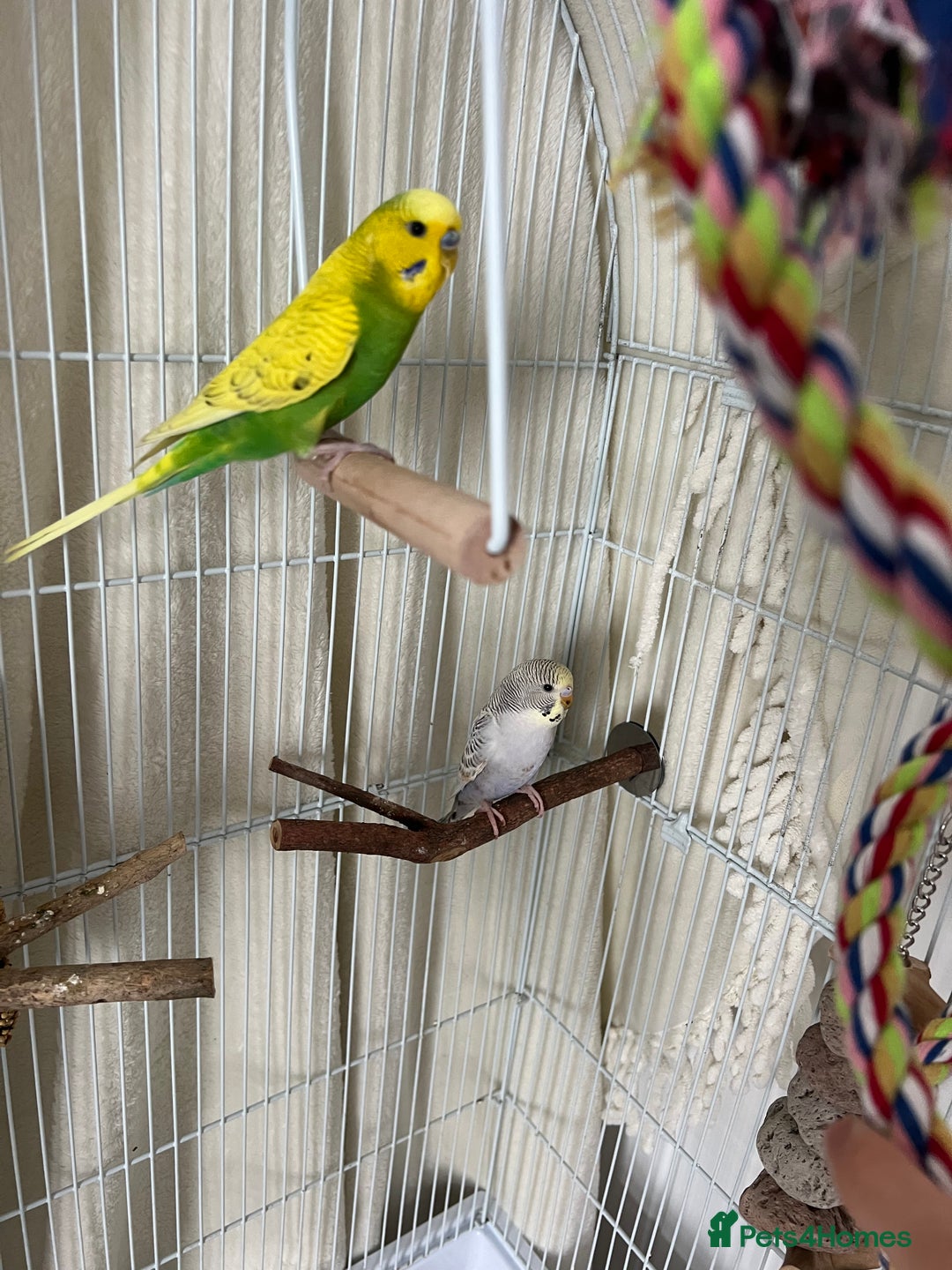 Budgerigars birds for sale: 2 beautiful budgies  - Image 4