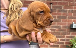 Mixed Breed dogs for sale: Beautiful Basset Hound x’s - Image 7