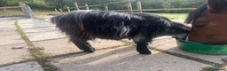 Goats livestock for sale: Pigmy goat for sale  in Treorchy - Advert 3