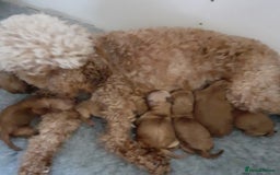 Cockapoo dogs for sale: Ready Now F1b Fox Red Curly Cuties - Image 12