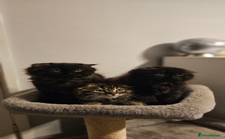 Scottish Fold cats - Advert 1