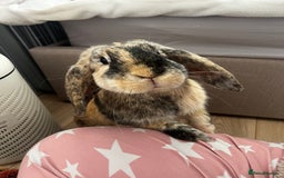 French Lop rabbits for sale: Gizmo and Della  - Image 5