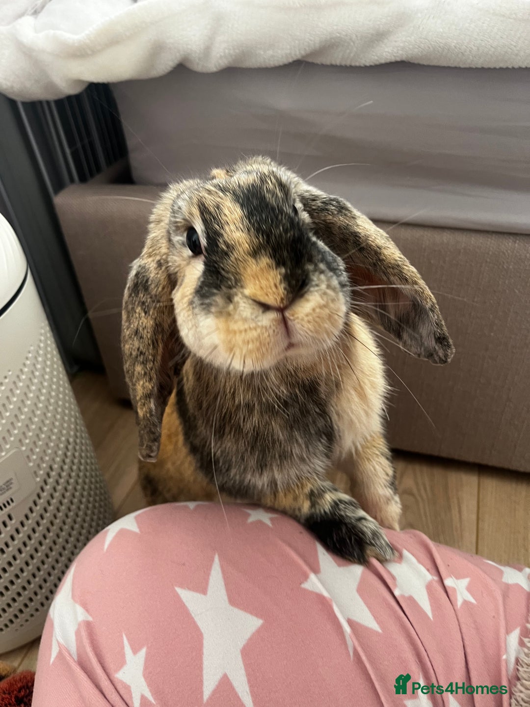 French Lop rabbits for sale: Gizmo and Della  - Image 5