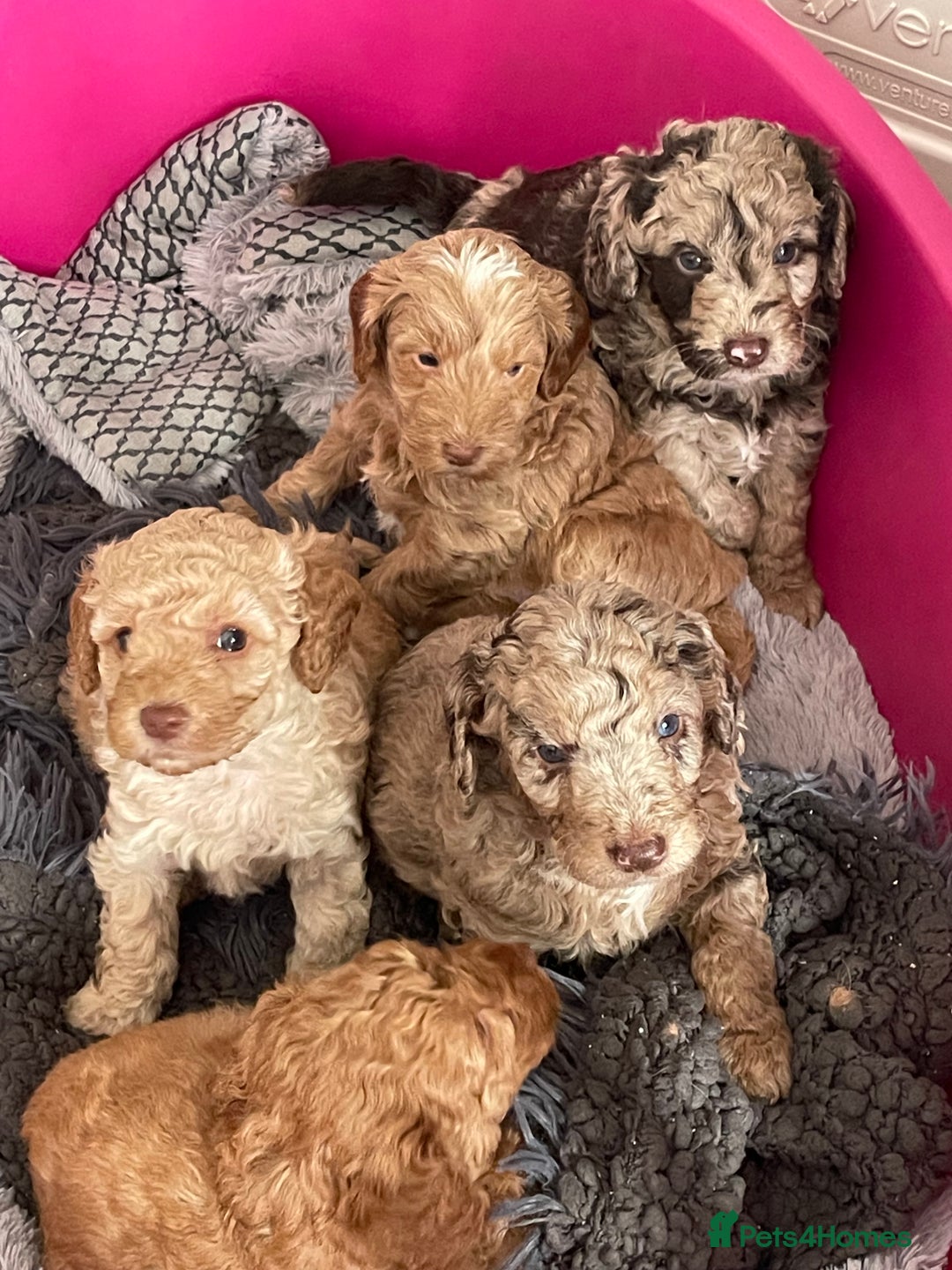 Cockapoo dogs for sale: f1b toy  stunning cockerpoos  - Image 24