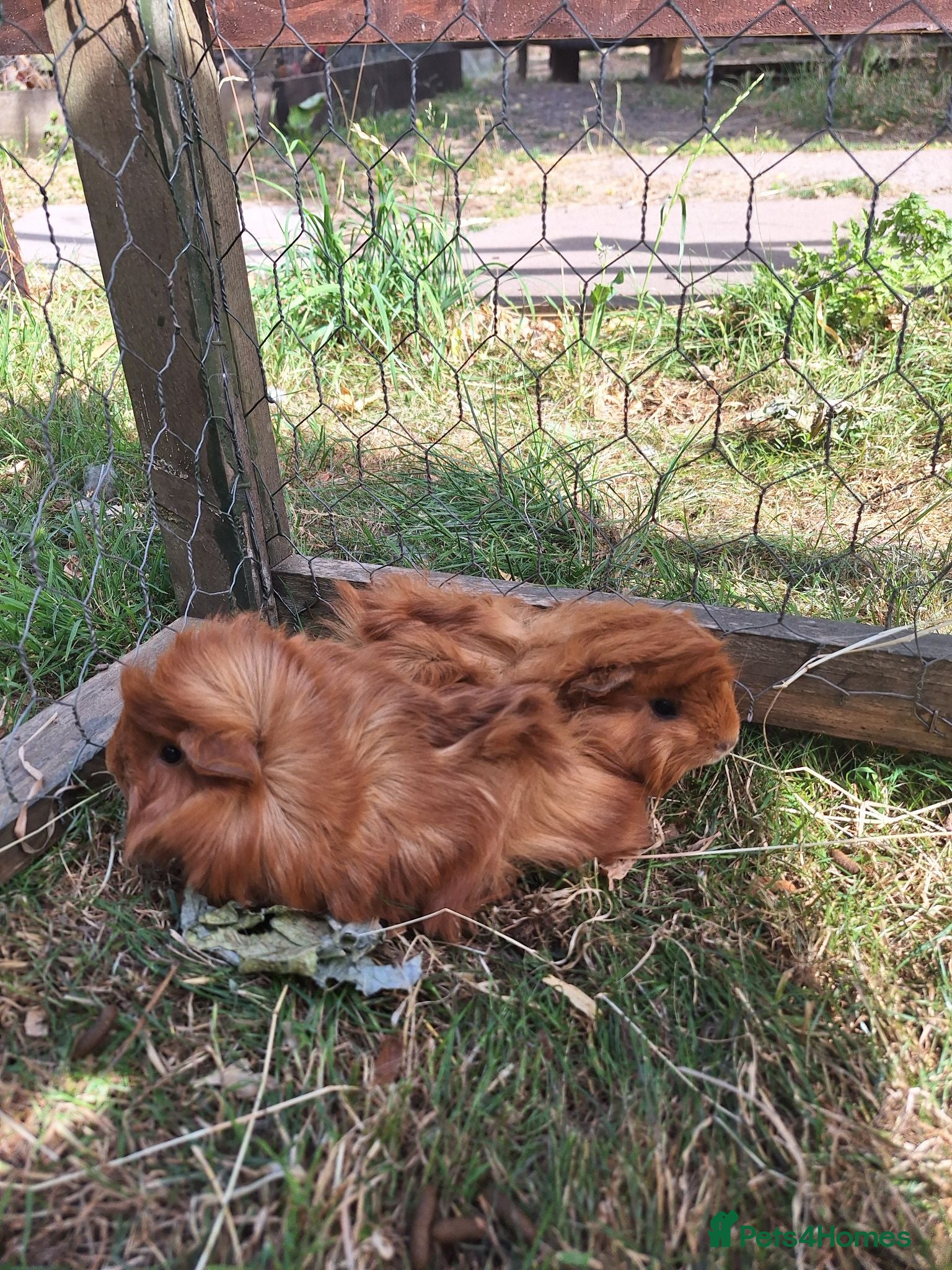 Guinea Pig rodents Two male guinea pigs, long haired - Advert 4
