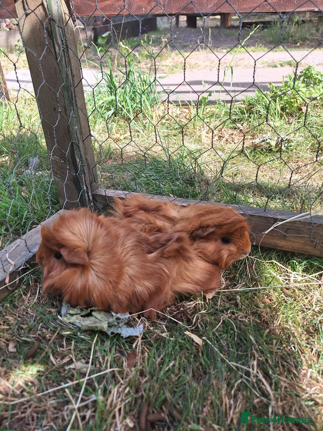 Guinea Pig rodents for sale: Two male guinea pigs, long haired - Advert 1