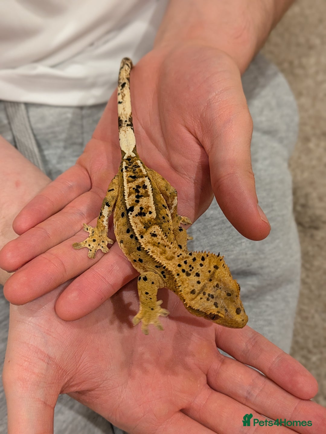 Gecko reptiles for sale: Beautiful Female Crested Geckos    - Image 7