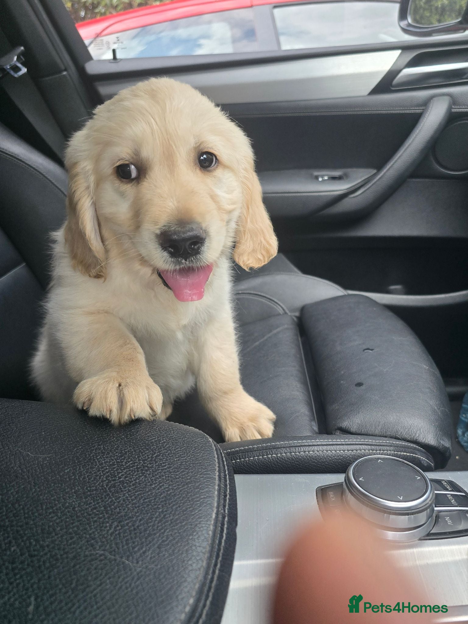 Golden Retriever dogs Golden Retriever Puppies KC Registered  Ready now  - Advert 4