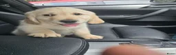 Golden Retriever dogs for sale: KC Golden Retriever Puppies 1x GIRL LEFT   - Advert 9