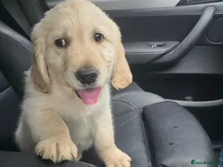 Golden Retriever dogs Golden Retriever Puppies KC Registered Ready now - Advert 4