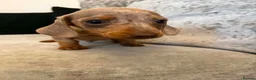 Dachshund dogs for sale: Miniature Dachshund  in Nelson - Advert 2