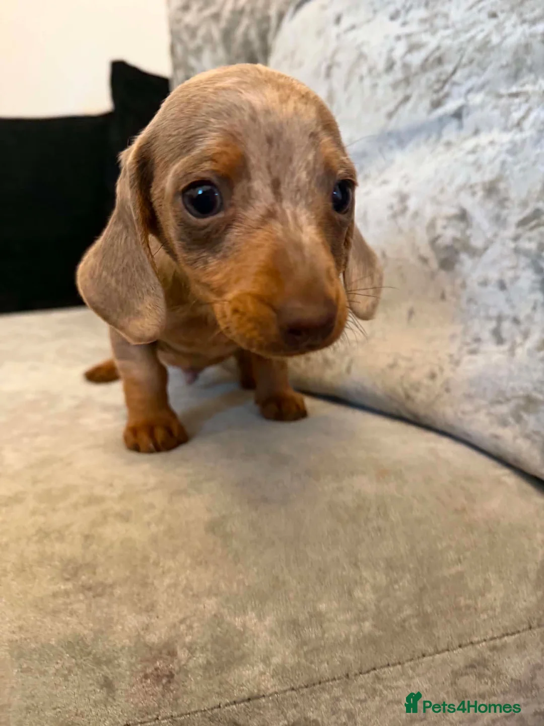 Dachshund dogs for sale: Miniature Dachshund  in Nelson - Advert 2