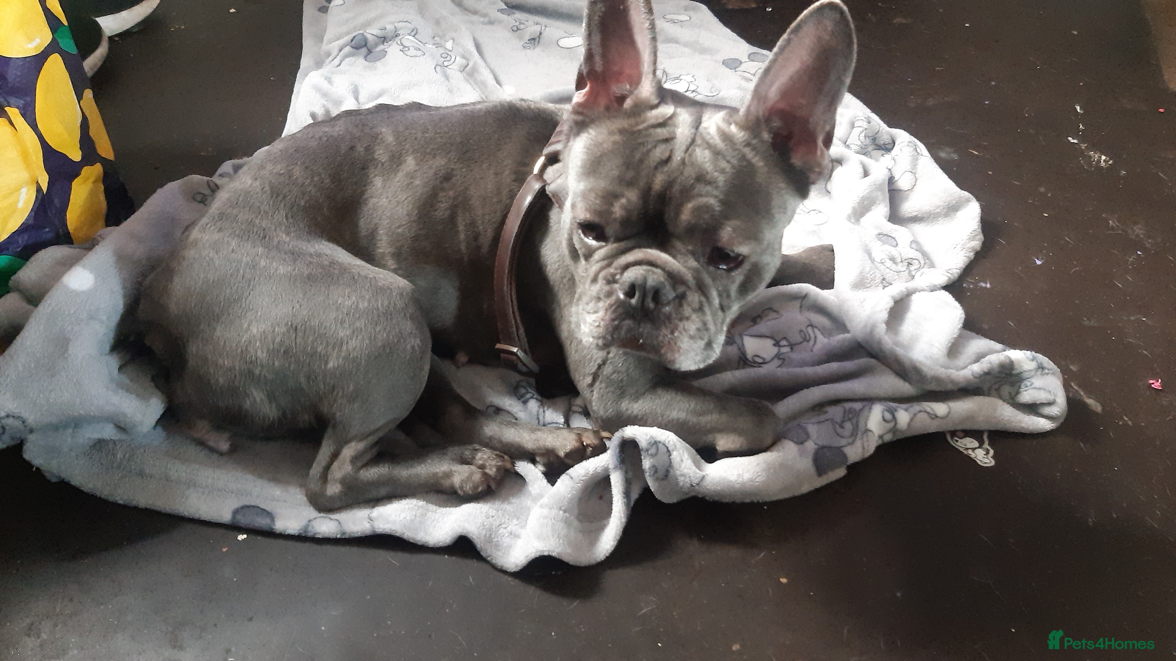 French Bulldog dogs Female Frenchie  - Advert 17
