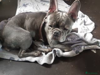 French Bulldog dogs Female Frenchie - Advert 1