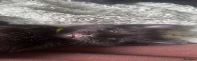 Mixed Breed Kitten 1