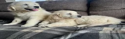 Golden Retriever dogs for sale: CHUNKY STRONG HEALTH TESTED PUPPIES  in Huddersfield - Advert 3