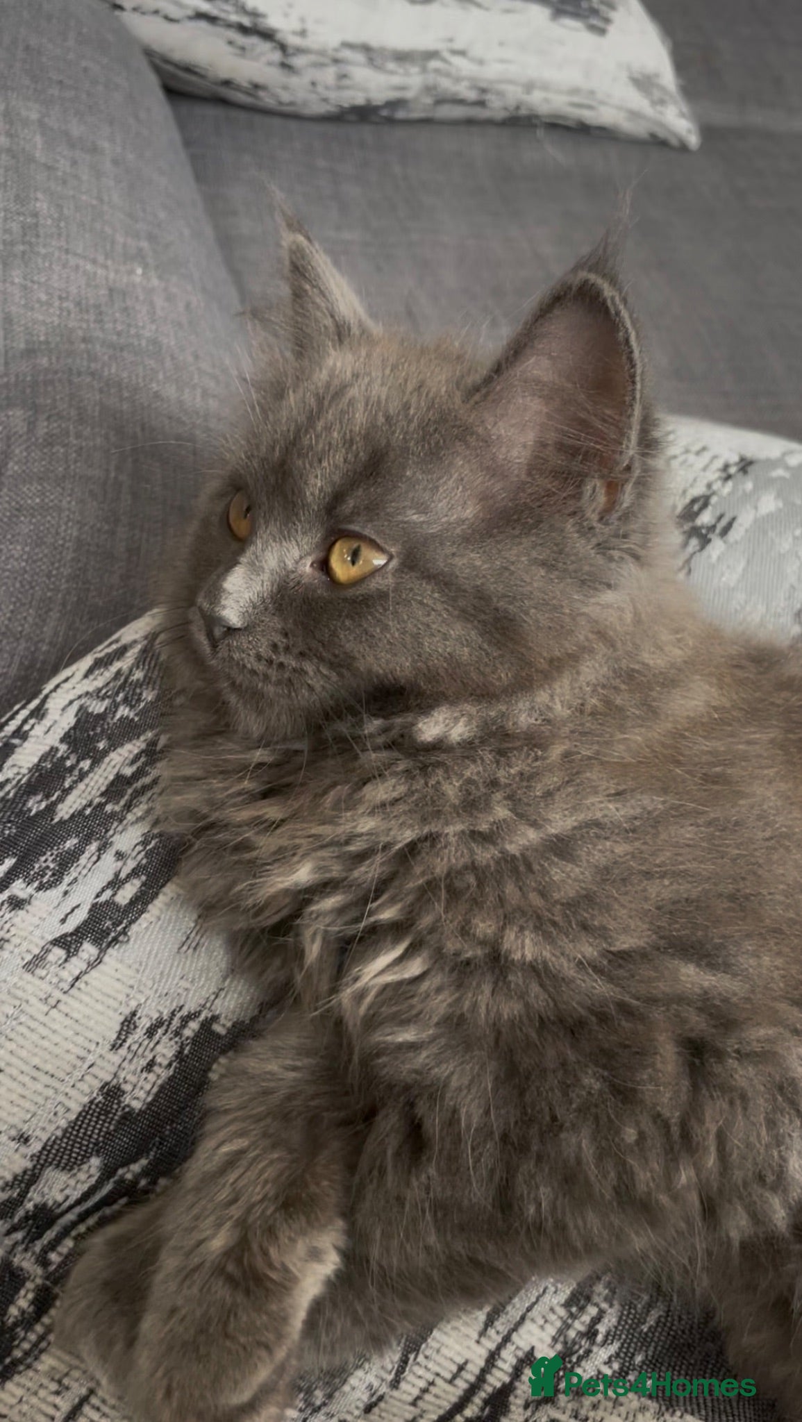 British Shorthair cats British Short Hair&Scottish Fold Straight - Advert 1