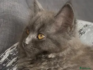 British Shorthair cats British Short Hair&Scottish Fold Straight - Advert 1