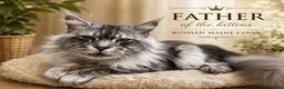 Maine Coon cats for sale: 🤩MAINE COON pedigree/genetic testing 🤩 - Advert 3